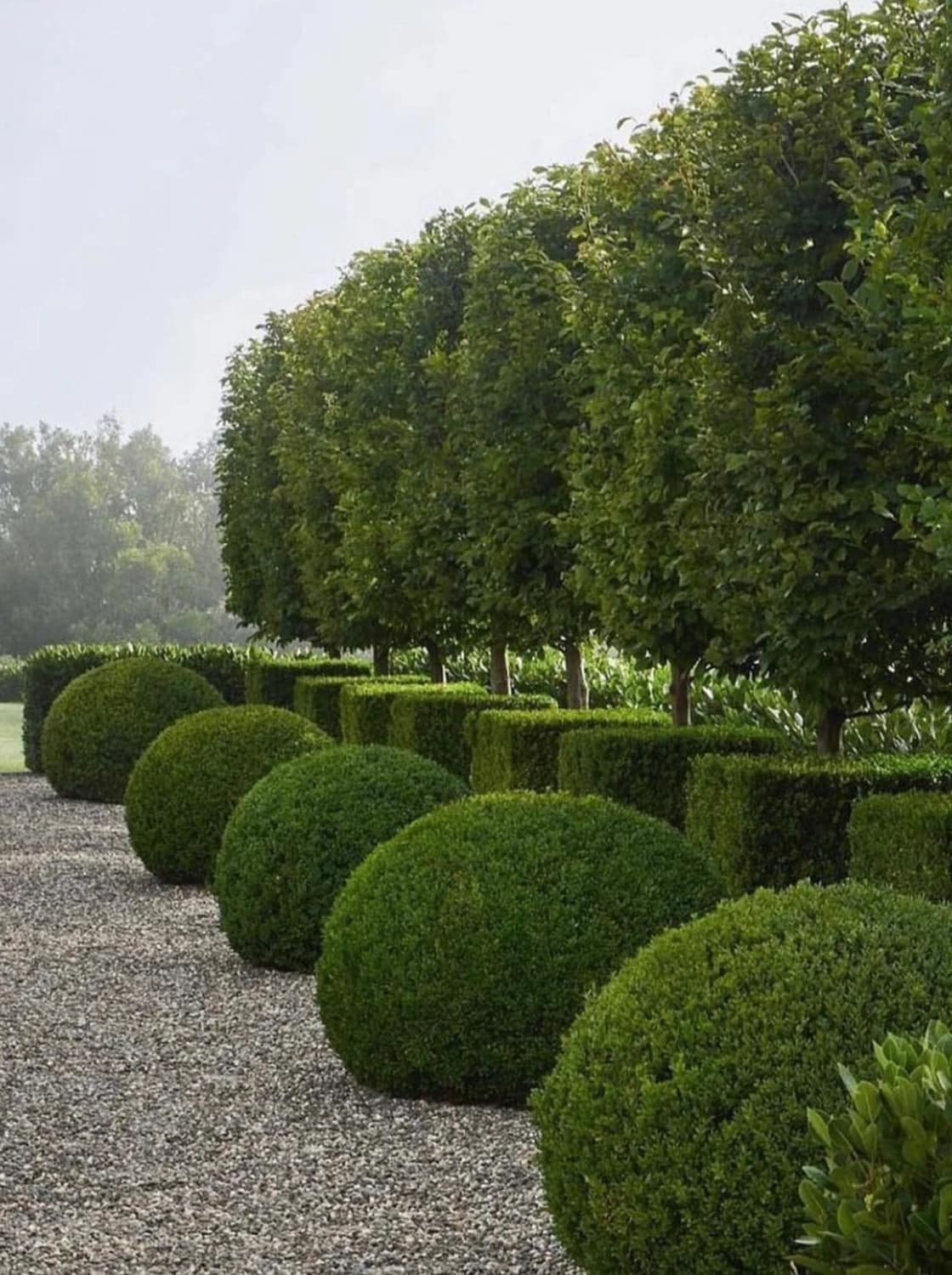 Steinweg gesäumt von blühendem Lavendel