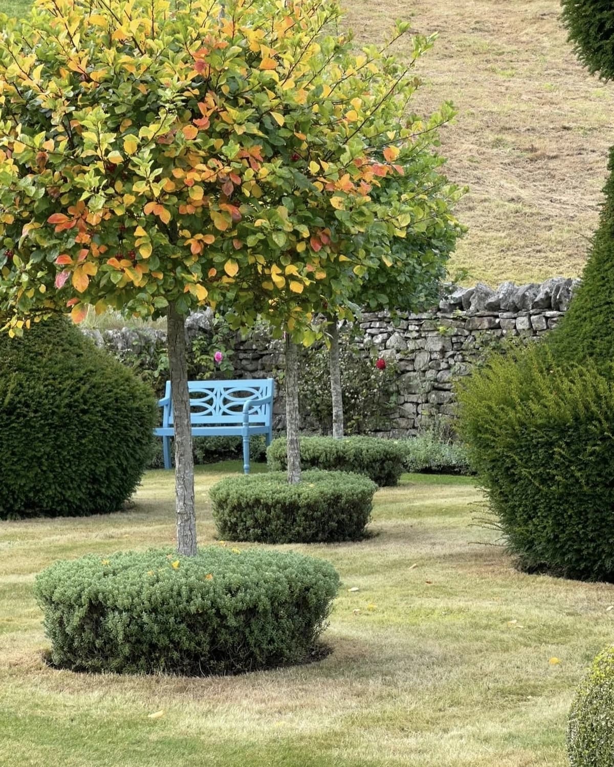 Herbstlich gefärbter Baum mit blauer Bank vor Natursteinmauer