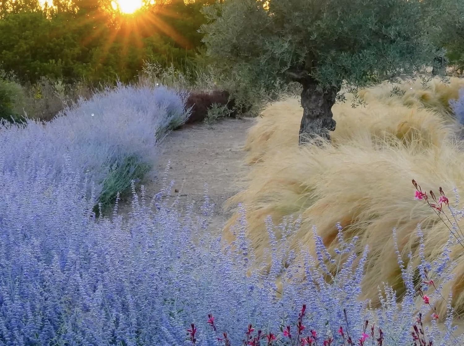 Naturnaher Gartenbereich mit Ziergräsern und Wiese
